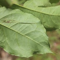 Bunchosia armeniaca (Cav.) DC.